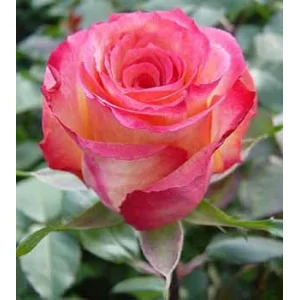 Роза "Акварель"(Aquarel)